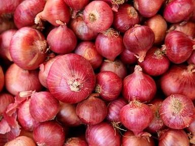 Wholesale Price Medium Size Farm Fresh Red Onion 25 Kg Pack With 86% Moisture Shelf Life: 15 Days