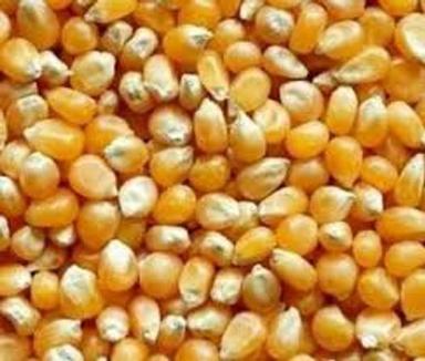 100% Pure Commonly Cultivated Yellow Medium Grain Dried Corn Grains/Maize
