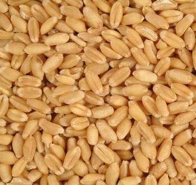 Starchy Flavorful Highest Mineral Antioxidant Vitamin B C E Wheat Grains Broken (%): 6%