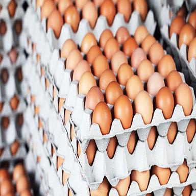 Chicken Brown Eggs Shelf Life: 2-3 Week