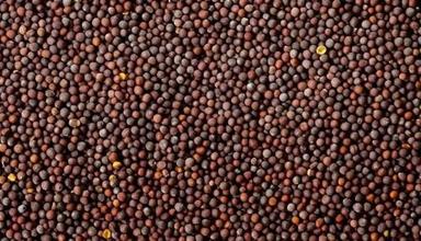 Common 3 Years Shelf Life Food Grade Dried And 100% Pure Black Mustard Seeds 