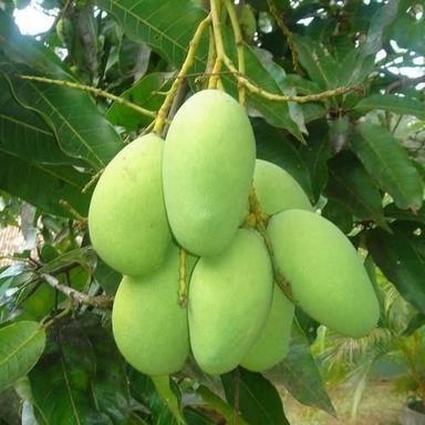 Common 100% Naturally And Fresh Healthy Farm Grown Raw Organic Green Mangos Fruit