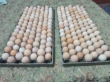 Rich Vitamins High In Protein And Nutrients Healthy Fresh Hatching Egg Egg Size: 50