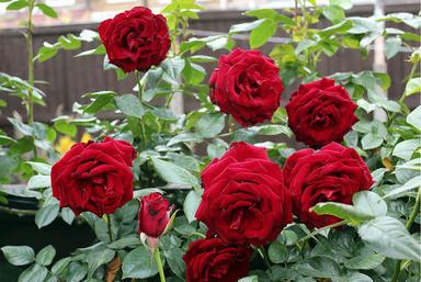  इनडोर और आउटडोर सजावट के लिए 100% प्राकृतिक खुशबू वाला लाल गुलाब का पौधा शेल्फ लाइफ: 10 साल 