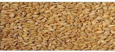 Fresh And Hundred Percent Organic Natural Chemical Free Food Wheat Grains Admixture (%): 10%