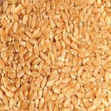 100% Percent Organic And Nutrient Rich Yellow Finely Processed Sharbati Wheat Admixture (%): 10%