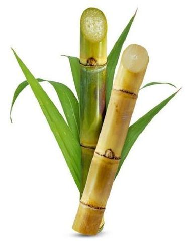 Yellow 97% Natural No Artificial Flavour Pesticides Free Sweet And Fresh Sugarcane For Sugar And Juice