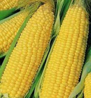 Yellow Highly Contain Good Source Carotenoids Lutein And Zeaxanthin Sweet Corns 