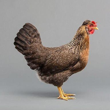 Brown Healthy Natural Country Chicken Gender: Both
