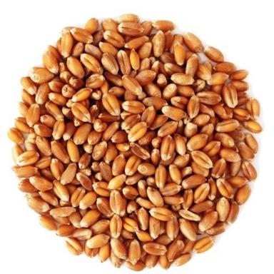 Healthy Highly Nutritious Hygienically Processed Rich In Fiber Loose Wheat Grain  Broken (%): 3%