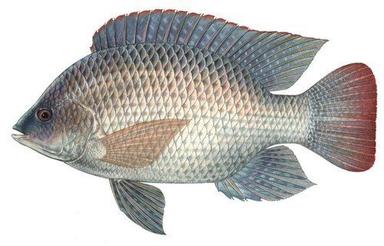 स्वाद से भरपूर ताजा अत्यधिक पोषण और स्वस्थ नीली तिलापिया मछली