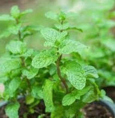  Ugrow India Green Fresh Mint Pudina Herb Seeds Used For Agricultural Purpose Store In Cool