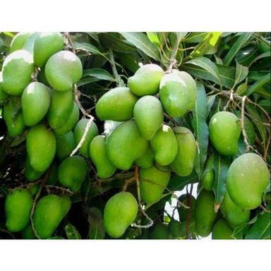 Common Natural Tasty Fresh Alphonse Green Organic Fresh Raw Mango