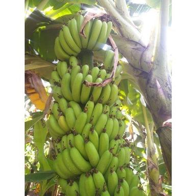 Common Rich In Vitamins And Minerals A Grade Natural Green Cavendish Banana