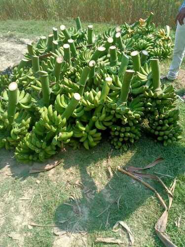 Common Natural Green Organic Fresh Banana(Contains High In Protein)