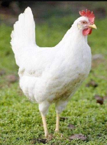 Female White Leghorn Chicken For Poultry Farm, 3 Month Year Old  Weight: As Per Requirement  Kilograms (Kg)