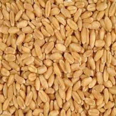 Hygienically Packed Bright Yellow Indian Organically Cultivated Wheat, Pack Of 1 Kg.