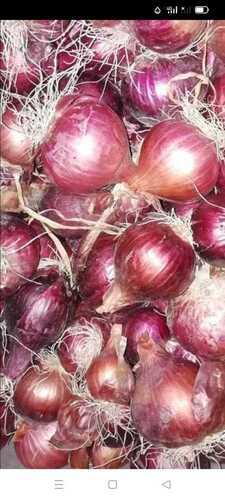 Premium Quality Wholesale Rate Farm Fresh Medium Size Red Onion