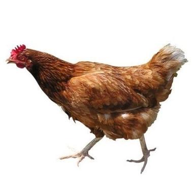 Premium Grade 100% Pure Natural Brown Healthy Country Chicken  Gender: Female