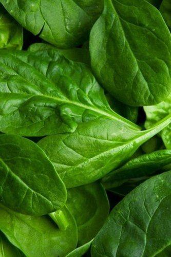 Common Good For Health Pesticide Free Highly Nutritious Value Fresh Green Spinach Leaves
