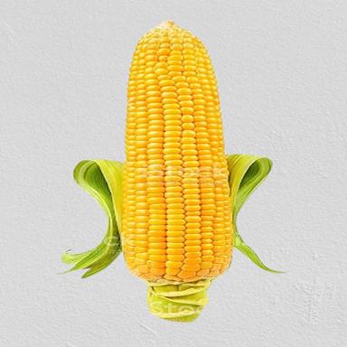 Green Highly Nutritious A Grade Fresh Indian Organic Delite Edible Corn