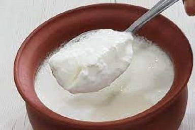White Hygienically Prepared Tasty And Healthy And Rich In Vitamins Plain Curd Or Yogurt Or Dahi