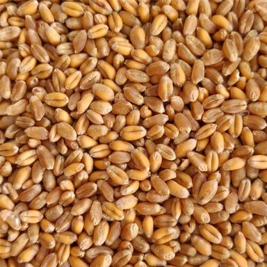 Healthy Hygienically Processed And High In Fiber Golden Wheat Grain Broken (%): 0%