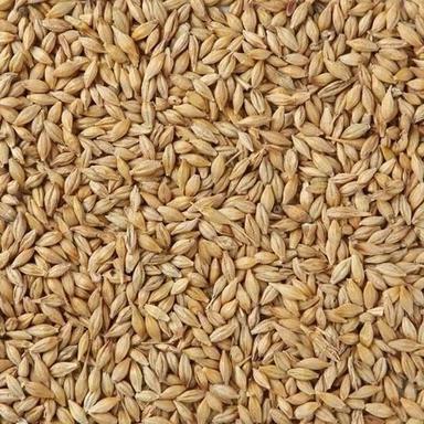 100 Percent Natural Quality And Pure Brown Dried Barley Vegetable Seed, 1 Kg Admixture (%): 1%