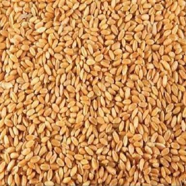 Golden Brown Rich Healthy And Sharbati Fresh Wheat Grain 