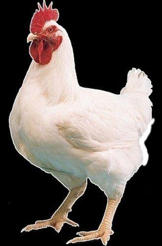 White Broiler Chicken