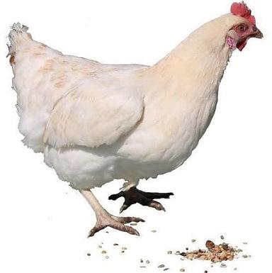 White 6 Month Age Female Dekalb Amberlink Live Chicken, 3 Kg