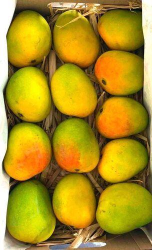 Yellow Farm Fresh Pure Natural Organic Perfect Nutritious Balance Sweet Juicy Healthful Tasty Mangoa  S