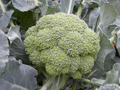 Natural Healthy Farm Fresh Tasty A Grade Rich In Protein Vitamin And Calcium Green Broccoli Shelf Life: 3 Days