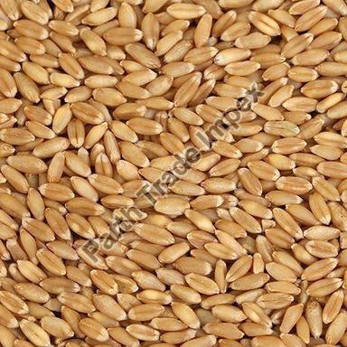 Rich Natural Delicious Taste Chemical Free Healthy Organic Brown Wheat Seeds Shelf Life: 1 Years