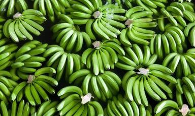 Black Tasty And Healthy Rich In Protein, Fibers Natural Green Cavendish Banana Fruit