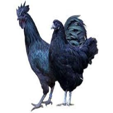 Black Kadaknath Kali Masi Live Chicken