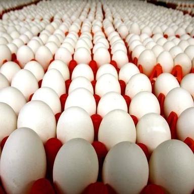 Fresh White Eggs Egg Origin: Chicken
