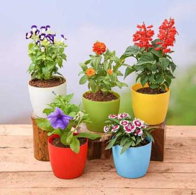 Mix Well Drained Flower Plant With Full Sun Exposure For Decoration Usage