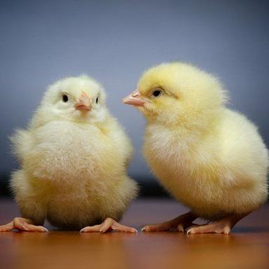 White Broiler Origin Multi Color Healthy Live Poultry Farm Chicken