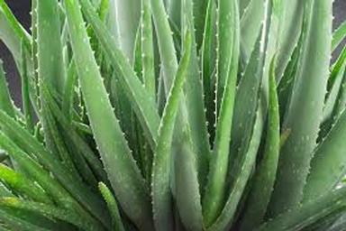 Herbal Product Aloe Vera Leaf