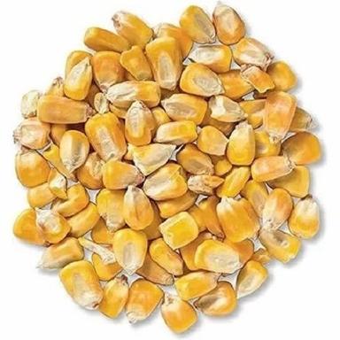 Pack Of 1 Kilogram Yellow Natural And Pure Dried Corn Seeds