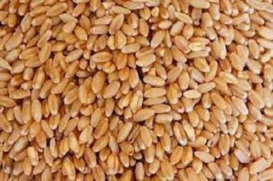 Brown Natural Organic Wheat Seed