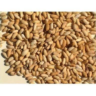 Natural Sun Dried Neem Seeds Used In Agriculture And Medicinal