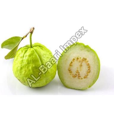 Fine Sweet Delicious Rich Natural Taste Healthy Organic Green Fresh Guava Origin: India
