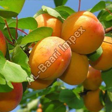 No Artificial Color Rich Sweet Delicious Taste Yellow Organic Fresh Apricot Origin: India