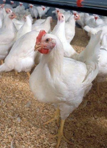 Asian Aura Broiler Chicks, Packaging Type: Carton Box, 200 Eggs In