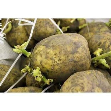 Brown Healthy Fresh Potato Seed