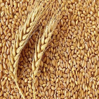 Rich Natural Delicious Taste Chemical Free Healthy Organic Brown Wheat Seeds Shelf Life: 2 Years