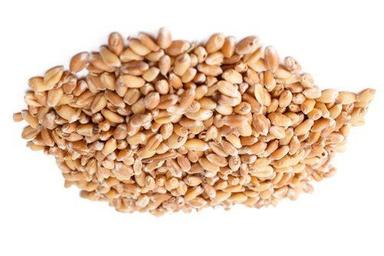 Brown Organic Wheat Seed
