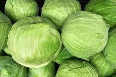  Tasty And Nutritious Vegetable Round Shaped Rich In Nutrients Solid Green Fresh Cabbage
